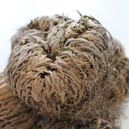 ROSE OF JERICHO (Resurrection Plant)