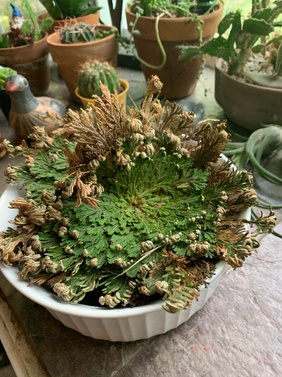 ROSE OF JERICHO (Resurrection Plant)