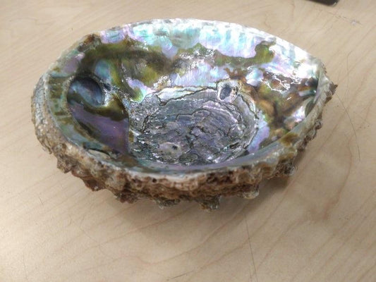 ABALONE SHELL LARGE 4"- 5" natural shell dish - Life Gardening Tools LLC